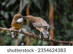 Small photo of White throated laughing thrush. It is found mainly in the northern regions of the Indian subcontinent, primarily the Himalayas and some adjoining and disjunct area.