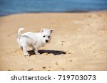 Small photo of Puppy white west highlander terrier the beach is looking curiously enough