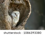 Barn Owl  Tyto Alba  Resting In ...