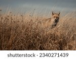 Small photo of Photograph of a red fox in the wild. In this case, the fox was unaware of my presence. Hidden and camouflaged, I waited for it to come out of the dense vegetation, allowing me to capture this photogra
