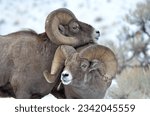 two chill bighorn sheep rams