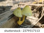 Small photo of Leucocoprinus birnbaumii, commonly known as the flower pot parasol, yellow parasol, flowerpot parasol, or plantpot dapperling, is a species of gilled mushroom in the family Agaricaceae.