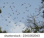 Small photo of straw-coloured bats (Eidolon helvum) in an agricultural research station at Bamako, Mali.