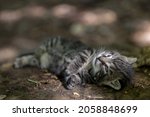 Small photo of Corpse of a dead kitten lying on a tree trunk stump with patches of sunlight in the background Gruesome mortality scene of young cat