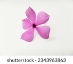 Small photo of watercress flower, guava watercress, purple