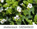 Small photo of close up of Bacopa monnieri flower, also called waterhyssop, brahmi, thyme-leafed gratiola, water hyssop, herb of grace, Indian pennywort, blooming in spring in the garden