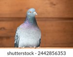 Small photo of Tranquil pigeon. Peaceful pigeon on Distressed Timber Background. Divine Dove on Textured Wood. Majestic Dove Perched on Weathered Boards. Graceful grey Dove. Holy Spirit simbol. Pigeon looks camera.