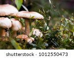 Ripe Mushroom In Green Grass...