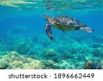 Sea Turtle In Blue Water....
