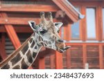 Small photo of Giraffe's head, which shows the tongue. Head of a wild animal giraffe. The giraffe is teased. Giraffe photo showing tongue