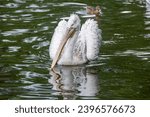 A large white pelican floats on ...