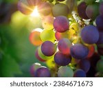Close up of grapes hanging on branch. Hanging grapes. Grape farming. Grapes farm. Tasty green grape bunches hanging on branch. Grapes. Close-up of a blue grape hanging in a vineyard