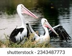 The pelican is a migratory bird ...