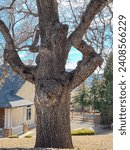Small photo of A very old oak tree with huge branches and hollow with silvery brown cracked bark on the trunk in fall on a sunny day in Tehachapi, California, USA, as a beautiful organic natural background.