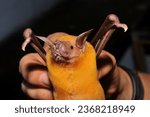 Small photo of Bat,Noctilio leporinus in a close-up you can see its yellow color, its pale red face and mouth, and its claws that allow it to hunt its prey,held by the hand of a researcher with a black background.
