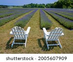 Rows of lavender are planted at a farm on Washington Island in Door County, WI.  The lavender is harvested, usually in early August and used in food, cosmetic, medicinal and a host of other products