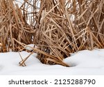 Cattails and snow combine in Weborg Marsh, Peninsula State Park, Door County, Wisconsin