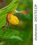 Small photo of The Yellow Lady's Slipper (Cypripedium parviflorum) is a native North American orchid that blloms from late spring through the summer, Ellison Bluff County Park, Door County, Wisconsin