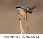 Small photo of Long-tailed Shrike (Lanius schach) with a Rodent kill. The Shrikes are known as "Butcher Birds" for their habit of killing their prey and then hanging them on thorns.