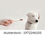 Small photo of Owner trying to brush dog's teeth. Dog Jack Russell Terrier turned away from eco toothbrush. Pet health care, treatments concept. White background, copy space