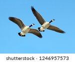 Two canadian geese flying