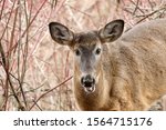 White Tailed Deer Doe In Forest