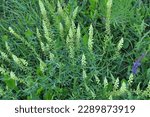 Small photo of Reseda lutea grows like a weed in the field