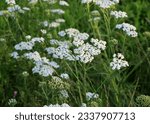 Small photo of Yarrow (Achillea) blooms in the wild among grasses