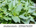 Small photo of In the wild grows a poisonous and medicinal plant - Datura stramonium