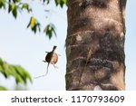 Small photo of Flying lizard,Draco fimbriatus on the coconut tree.