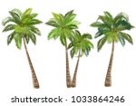 coconut palm tree  cocos... | Shutterstock .eps vector #1033864246