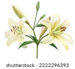 White Lily Flower Isolated On...
