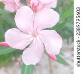 Small photo of Petals and Prose: Stories from Gardens