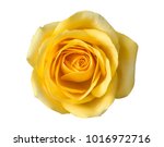 Yellow rose flower top view...