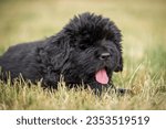 Tongue out newfoundland puppy in the grass with blurred background