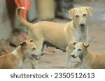 Small photo of Street dogs may be stray dogs, pets which have strayed from or are abandoned by their owners, or may be feral animals that have never been owned. Street dogs may be stray purebreds, true mixed-breed d