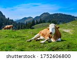 Beautiful Bavaria  Cow In The...