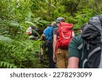 Small photo of Active holiday on beautiful Madeira island: group of hikers enjoy excursion to wet areas, rain forest in mountains
