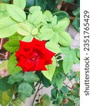 Small photo of Red Rose Flower. Deeper red roses that fall more into the burgundy color family connote commitment and devotion, while roses with a merlot-like red tint represent beauty.