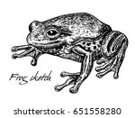 Sketch Of Frog. Toad  Frog ...