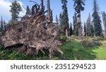 Small photo of It's the Roots that determine whether We stand or Falter... Location: Gulmarg, Jammu and Kashmir.