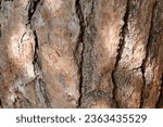 Photo: Pine tree bark. In Ruegen, especially the Scots Pine (Pinus sylvestris) and Austrian Pine (Pinus nigra) are commonly found. Pine forests on Ruegen are a destination for nature tourism and visit