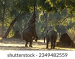 Elephant standing on hind legs to feed on applring pods in Mana Pools, Zimbabwe