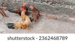 Small photo of Jakarta, Indonesia - September 13th, 2023 : three Kate chickens with beautiful and beautiful feathers are looking for food, Kate chickens are native Indonesian chickens, pets of one Jakarta resident i