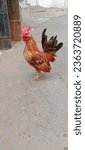 Small photo of Jakarta, Indonesia - September 13th, 2023 : a pair of Kate chickens, males with beautiful and beautiful feathers, are looking for food, Kate chickens are native Indonesian chickens, pets of one Jakart