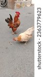 Small photo of Jakarta, Indonesia - September 13th, 2023: A pair of beautiful feathered male and female Kate chickens are looking for food, Kate chickens are native Indonesian chickens, the pet of a Jakarta resident