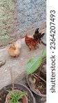 Small photo of Jakarta, Indonesia - September 13th, 2023: a pair of male and female Kate chickens with beautiful and beautiful feathers, Kate chickens are native Indonesian chickens, kept by a Jakarta resident in a
