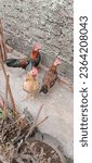 Small photo of Jakarta, Indonesia - September 13th, 2023: three Kate chickens with beautiful feathers, Kate chickens are native Indonesian chickens, pets of one Jakarta resident in a Jakarta resident's yard in the s