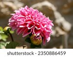 Small photo of Pink big rouse with stone wall background.