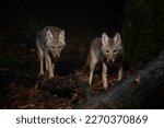 Two coyote  canis latrans ...